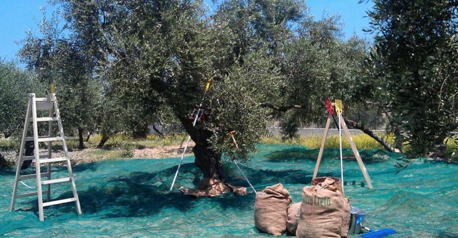 The Terra Creta Olive Oil Experience Tour - Key things I’d circle before you go