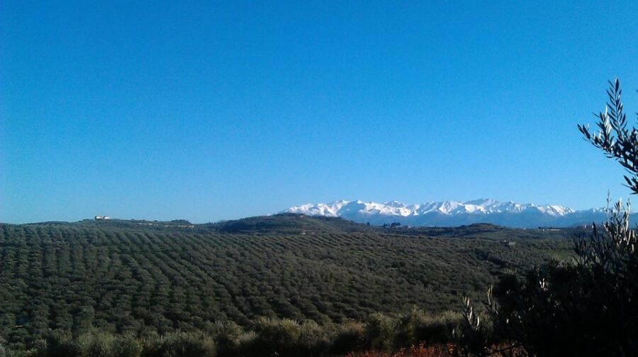 The Terra Creta Olive Oil Experience Tour - The Guided Tasting of 3 Olive Oils (and how to taste better)
