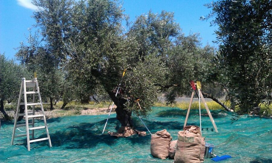 The Terra Creta Olive Oil Experience Tour - Appetizers, Water, and That Little Bonus Energy Boost