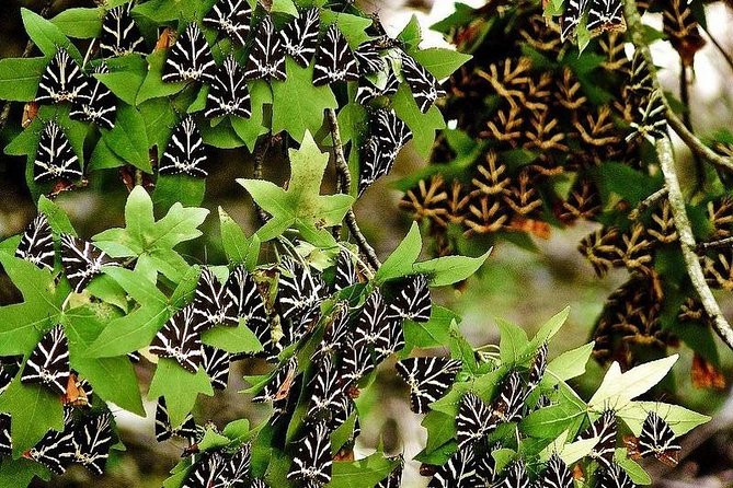 The Valley of Butterflies and Halki Day Tour - From Rhodes hotels to the Valley of the Butterflies