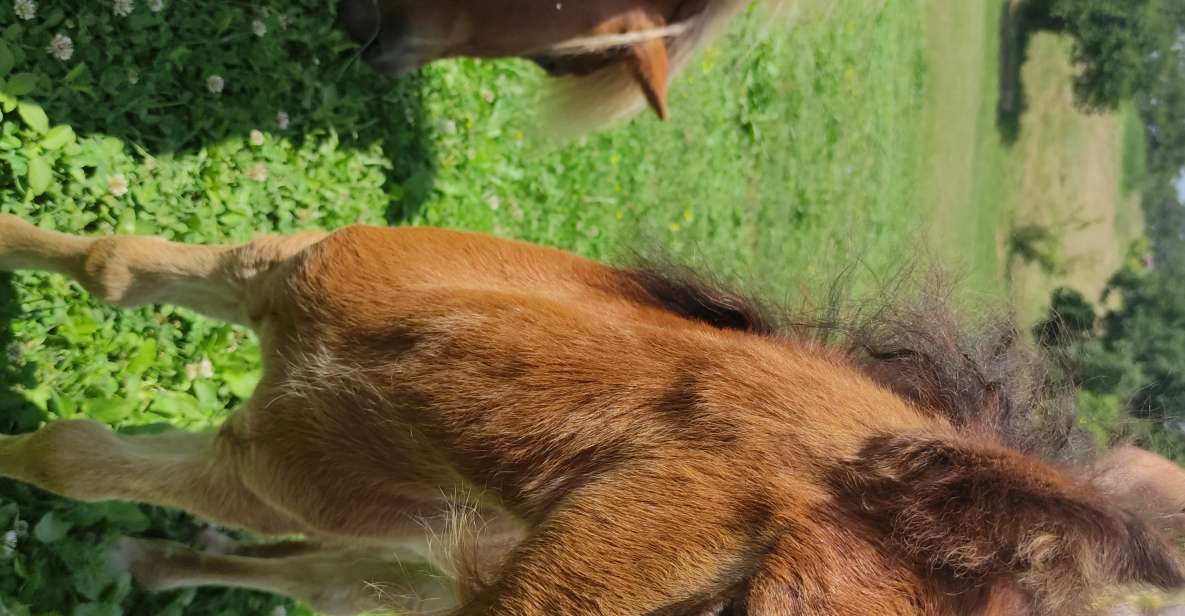 Thessaloniki:Horse Riding in a farm - A quiet farm escape near Thessaloniki
