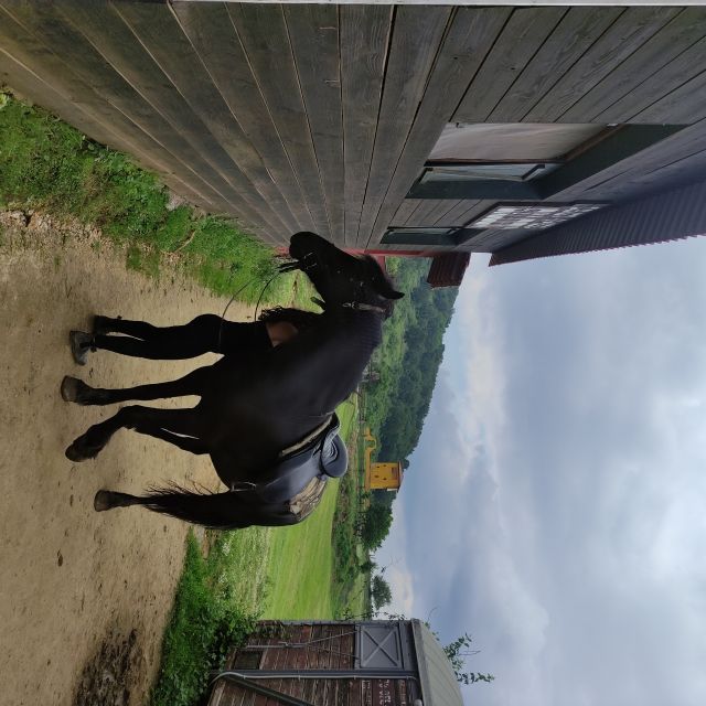 Thessaloniki:Horse Riding in a farm - Forty minutes on countryside trails