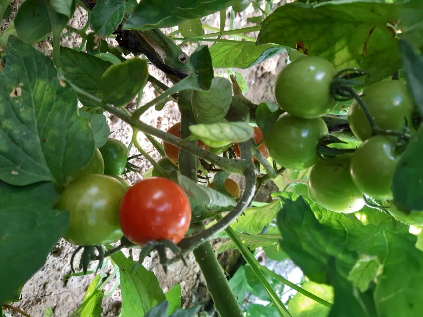 Thessaloniki: Private Greek Cooking Class and Meal at a Farm - Sharing the meal at the family table