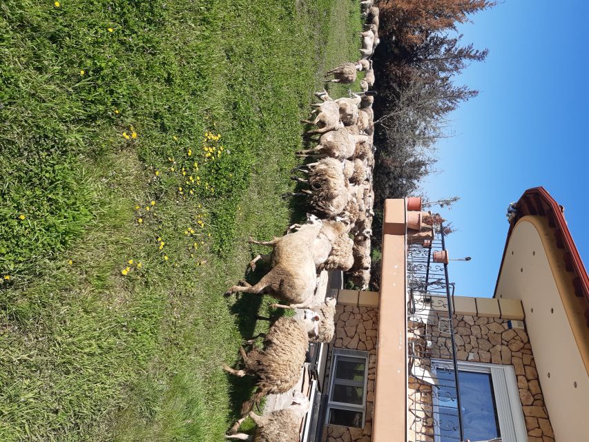 Thessaloniki: Private Greek Cooking Class and Meal at a Farm - Who will enjoy this farm visit most