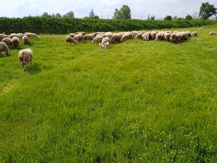 Thessaloniki: Private Greek Cooking Class and Meal at a Farm - Practical details before you book