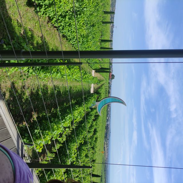Thessaloniki: Winery Visit with Wine Tasting Experience - Timing, pace, and practical comfort
