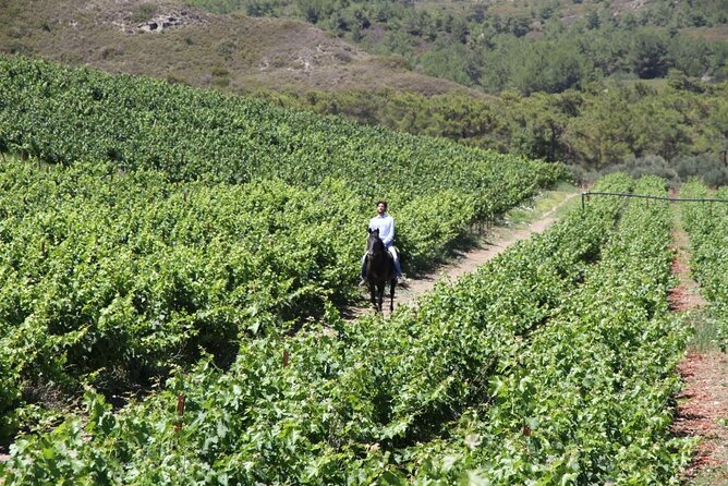 Traditional Greek COOKING class and Wine Tasting in Rhodes - What you actually cook, and what you do not