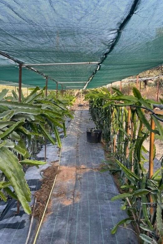 Traditional Olive Grove and Dragon Fruit Farm Tour - Key Points You’ll Appreciate