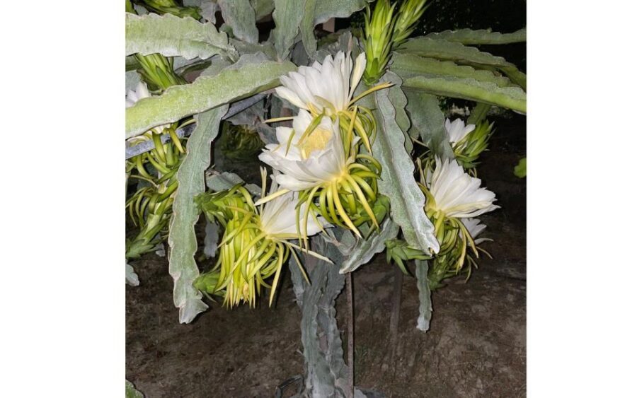Traditional Olive Grove and Dragon Fruit Farm Tour - A Family Farm Where Olive Oil and Dragon Fruit Share the Same Path