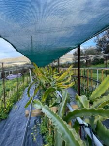Traditional Olive Grove and Dragon Fruit Farm Tour - Finding the Meeting Sign and Using the Free Parking
