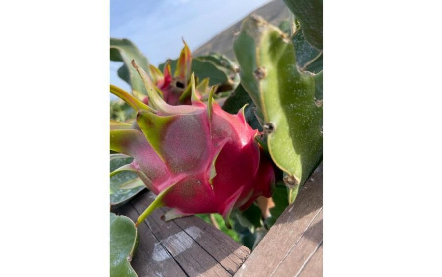 Traditional Olive Grove and Dragon Fruit Farm Tour - The Olive Grove Lesson: Cultivation, Harvesting, and Real Tools