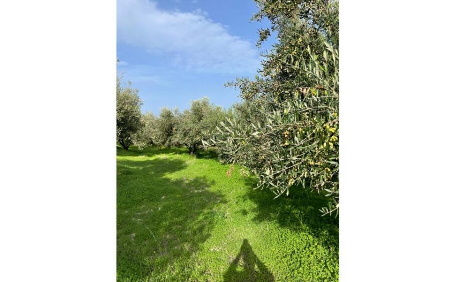 Traditional Olive Grove and Dragon Fruit Farm Tour - Dragon Fruit Up Close: A New Crop With Serious Roots in Crete