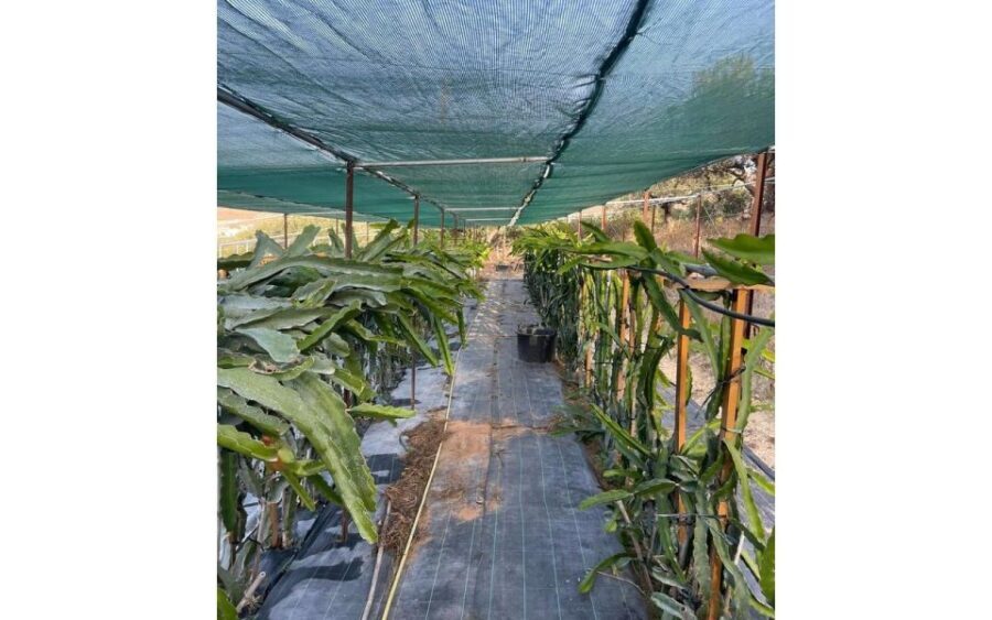Traditional Olive Grove and Dragon Fruit Farm Tour - Who This Tour Suits Best (And Who Should Pass)