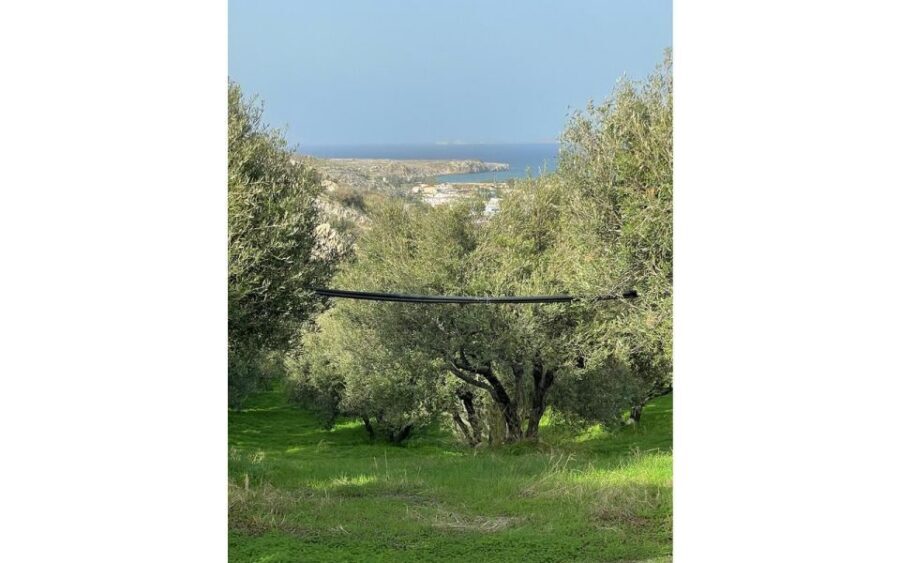 Traditional Olive Grove and Dragon Fruit Farm Tour - Value for $9: Why This Price Feels Fair