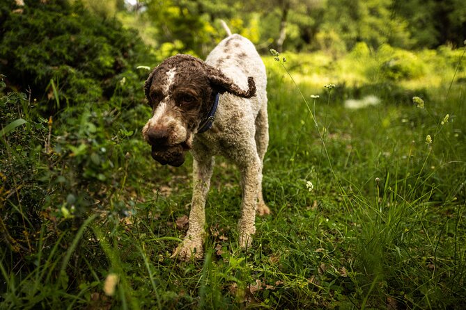 Truffle Hunting at Meteora - A Chef Turns the Find into Lunch