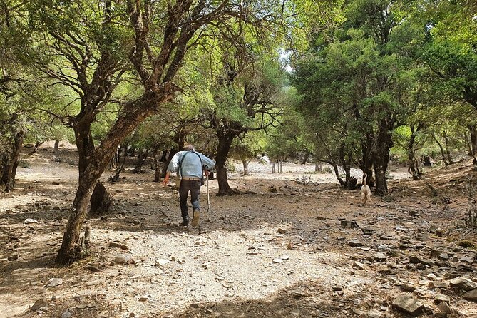 Truffle Hunting, Culinary & Wine Celebration from Heraklion - Why the truffle hunt feels different from a normal food tour