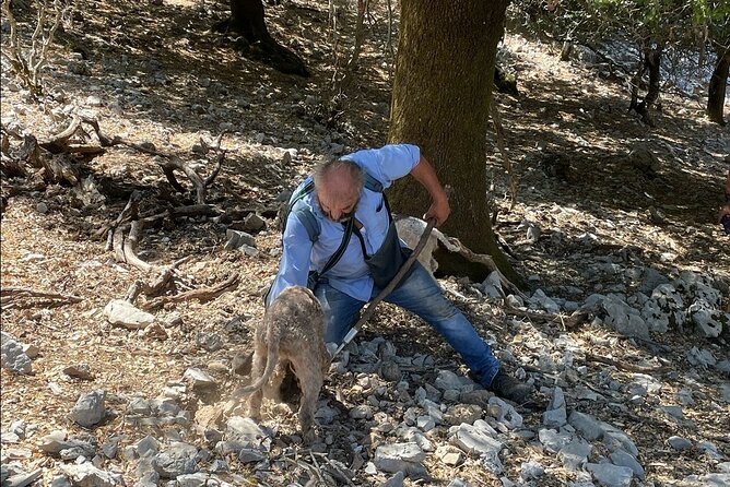 Truffle Hunting, Culinary & Wine Celebration from Heraklion - From forest paths to a truffle lunch