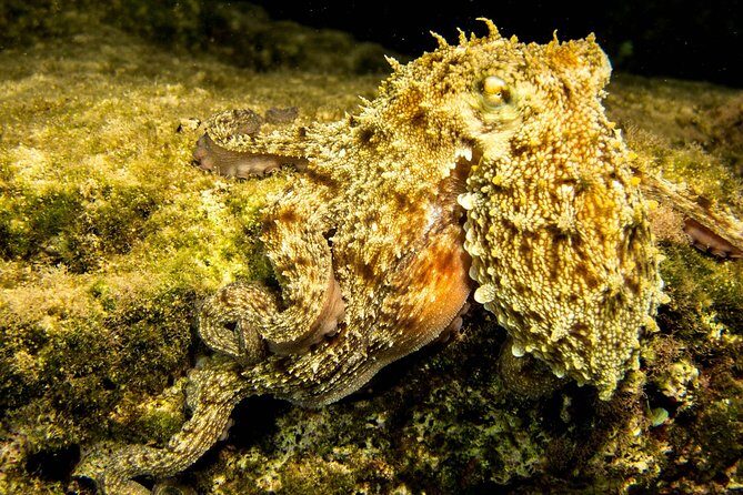 Try Scuba in Crete – Free Certification & Photos (Beginners) - The water session itself: calm conditions and real skill practice