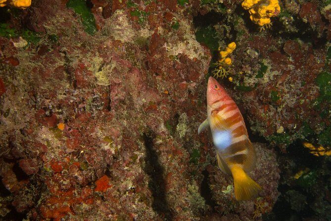 Try Scuba in Crete – Free Certification & Photos (Beginners) - Small-group teaching: why max 15 travelers matters