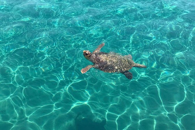 Turtle Spotting Cruise in Zakynthos - Price and value: what $41.23 covers and why it’s more than a bargain