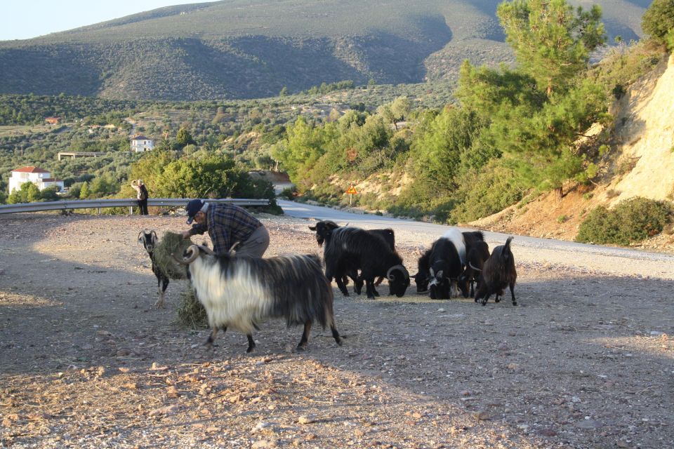 Unique Private Jeep Tour Thasos Island - Reaching Ipsario, the roof of Thasos