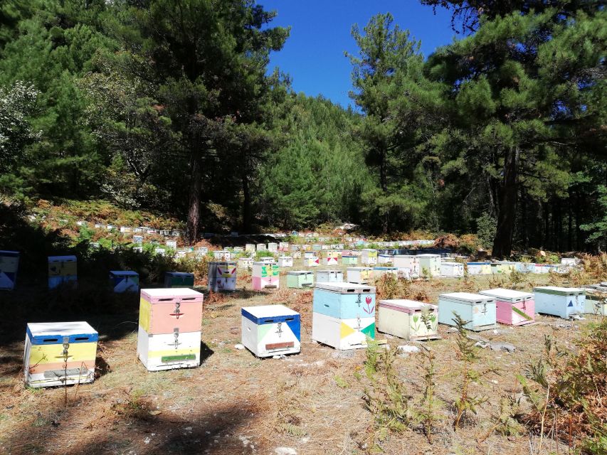Unique Private Jeep Tour Thasos Island - What the guide adds to the day