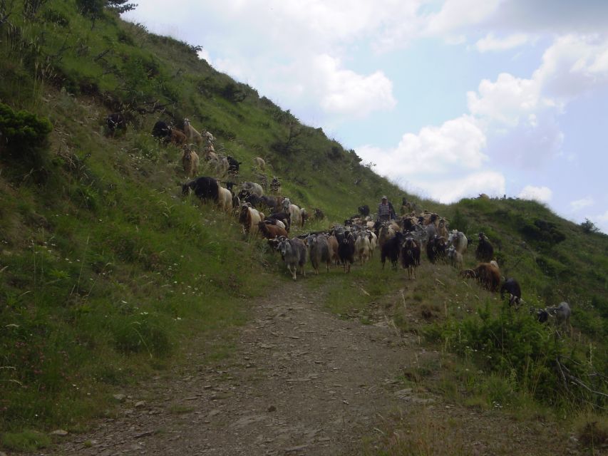 Vikos Gorge Beloi Viewpoint 3-Hour Hike - Key points at a glance