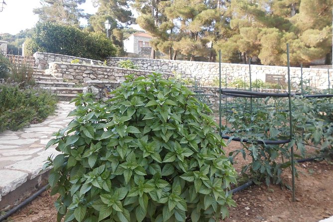 Village cooking class in an Agritourism Unit in Arcadia, Greece! - What makes this private format useful