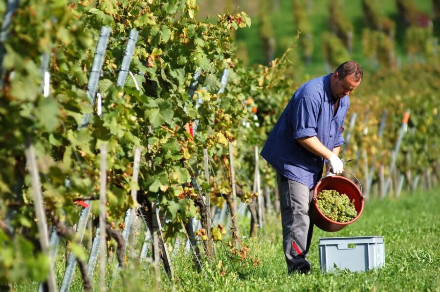 Vineyard Sips: Family Winery Tour & Gourmet Tasting in Corfu - Vineyard Sips in Western Corfu: The quick, real-world version of what you get