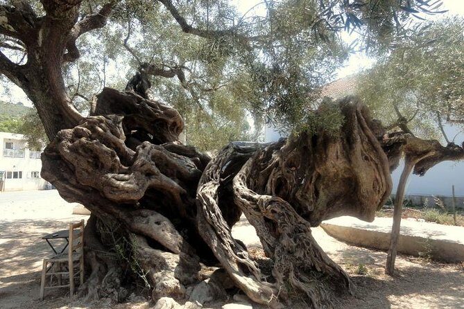 VIP Full Day Tour Shipwreck Blue Caves and top view - Exo Chora and the 2,000-Year-Old Olive Tree Moment