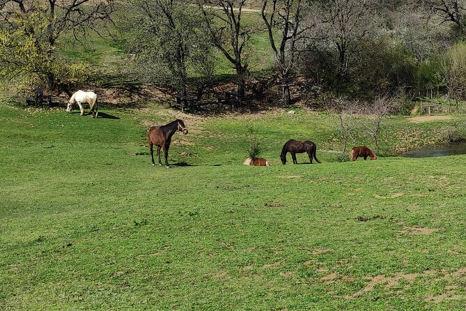 Visit a Farm and Horseback Riding in Nature - Is $102.56 a fair price?