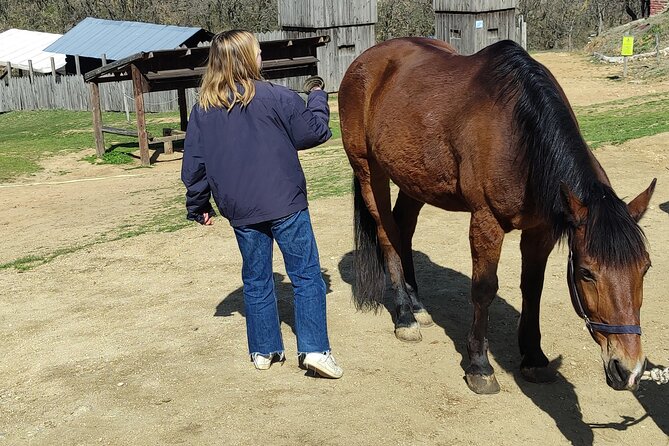 Visit a Farm and Horseback Riding in Nature - Meeting the horses and farm animals
