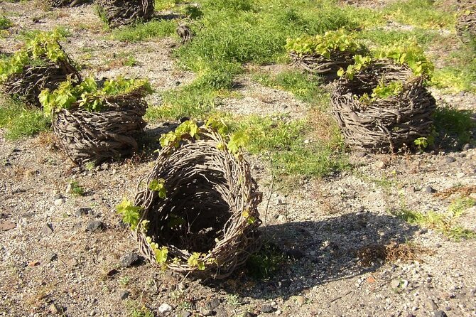Visit to a Wine Museum and Wine Tasting in Santorini - The tasting: three or four Santorini wines