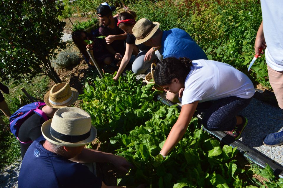 Volos: Cook Like a Local at a Greek Farm - How the private format affects your day