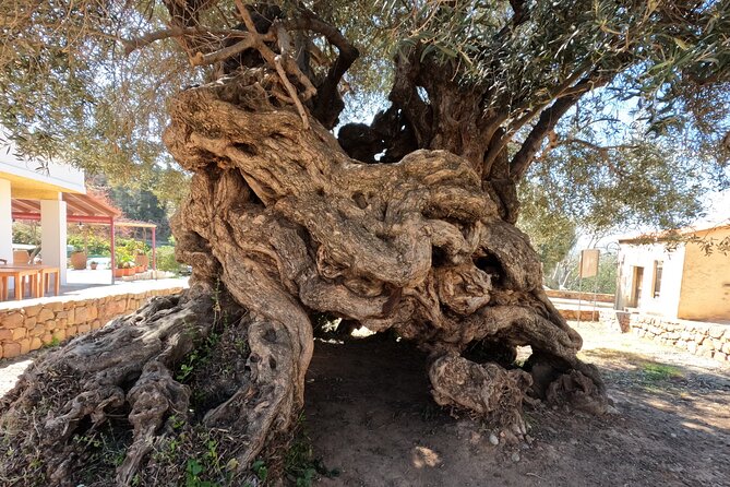 Wine, Dine & Divine: A Cretan Odyssey in Chania. - Why this Chania day works so well