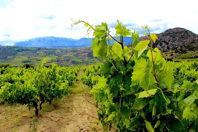 Wine olive and Food of Crete, Heraklion - A winery visit and five Cretan wine tastings