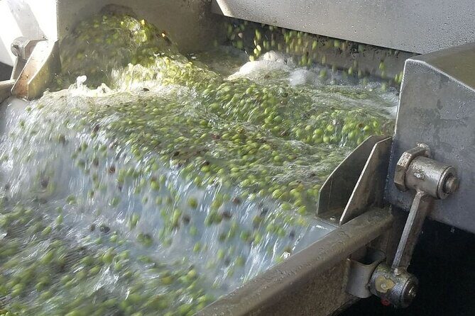 Wine, Olive Oil, and Honey Tour with Winemaker - The 9:30 Start, Pickup, and Why Small Groups Matter