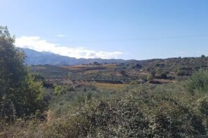 Wine, Olive Oil, and Honey Tour with Winemaker - Beyond Olive Oil: Vinegar, Olives, and Cretan Sweets
