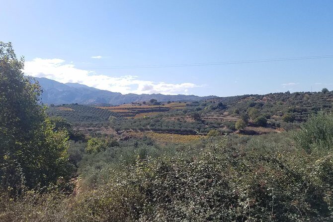 Wine, Olive Oil, and Honey Tour with Winemaker - Beyond Olive Oil: Vinegar, Olives, and Cretan Sweets