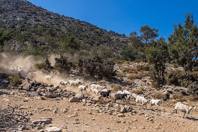 Wine & Olive Oil Tour with lunch at the White Mountains - Lunch near Samaria: the view earns the meal