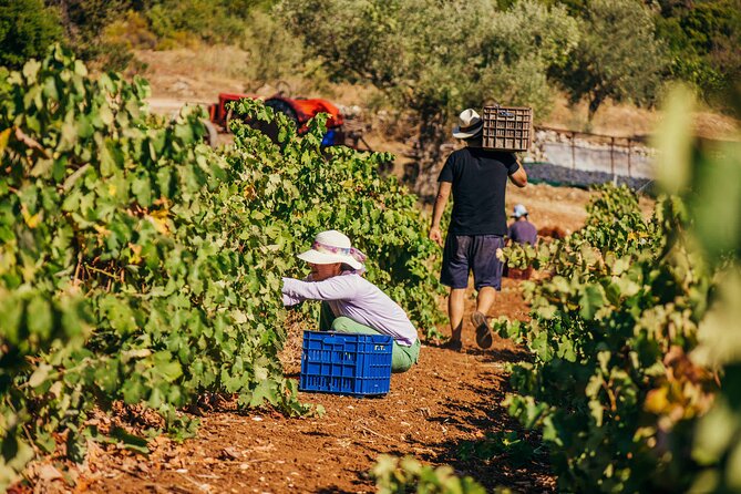 Winery Tour and Tasting in Zakynthos with the Winemaker - The 1870 stone buildings and Byzantine art workshop