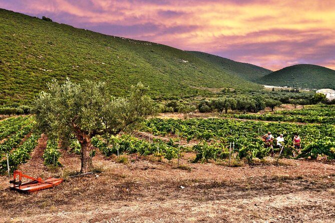 Winery Tour and Tasting in Zakynthos with the Winemaker - How the one-hour schedule shapes the visit