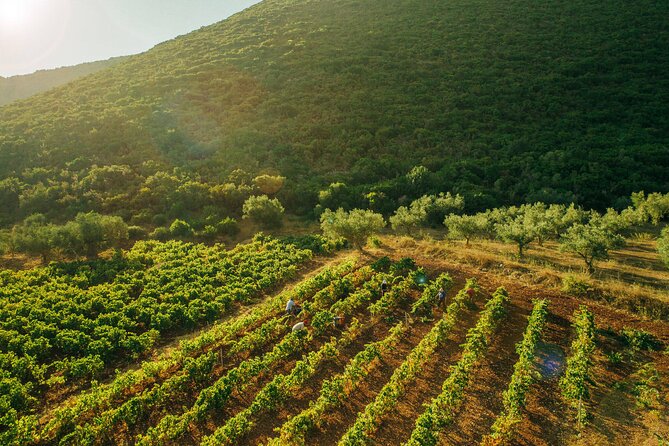 Winery Tour and Tasting in Zakynthos with the Winemaker - Walking through the organic vineyard and orchard