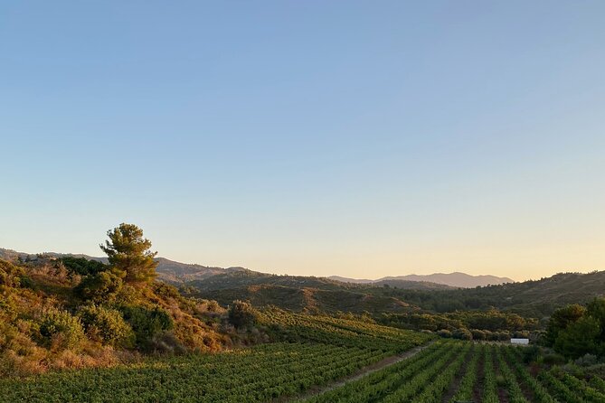 Winery Tour, Tasting and cooking with the Winemaker in Rhodes - Why this Rhodes winery visit feels different