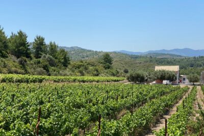 Winery Tour, Tasting and cooking with the Winemaker in Rhodes - Starting among the vines at 11:00 a.m.