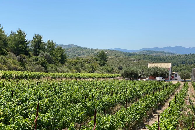 Winery Tour, Tasting and cooking with the Winemaker in Rhodes - Starting among the vines at 11:00 a.m.
