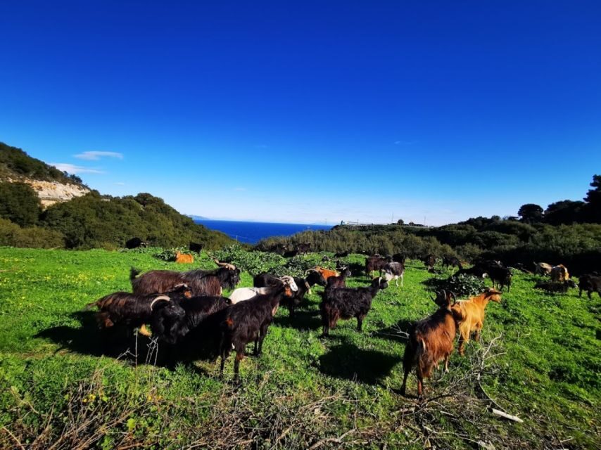 Zakynthos: early morning Shipwreck,Blue Caves and view point - Pickup timing and the small surprises that can change your day