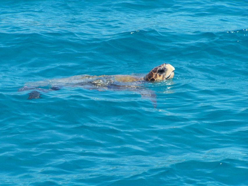 Zakynthos: Guided Boat Cruise to Turtle Island & Keri Caves - Key points to know before you book