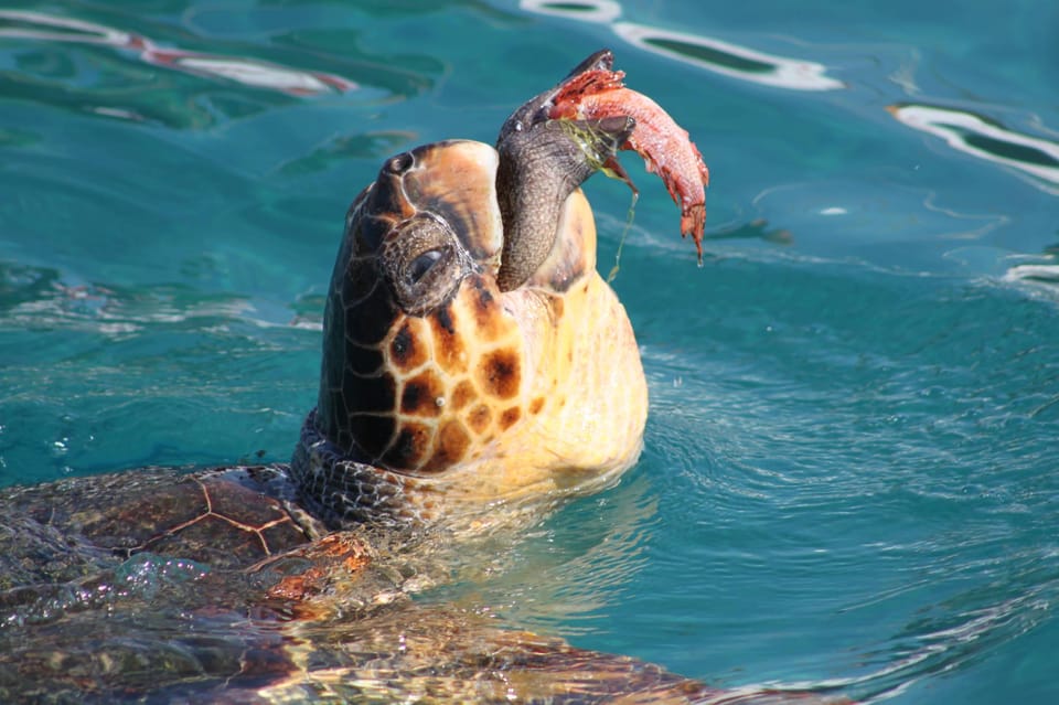 Zakynthos: Half day Caretta Turtle Spotting & Keri Caves - A four-hour look at Zakynthos from the water