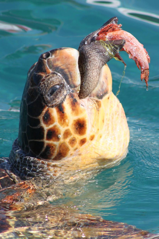 Zakynthos: Half day Caretta Turtle Spotting & Keri Caves - Pickup points and the practical rhythm of the day